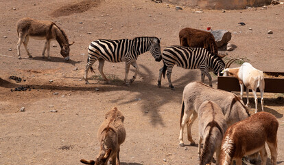 A herd of animals, including zebras and donkeys, are grazing in a field. The zebras are standing...