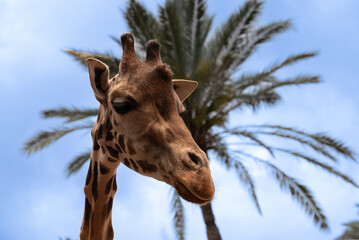 A giraffe is looking at the camera with its head tilted to the side. The scene is set in a tropical environment with palm trees in the background. The giraffe's gaze is focused on the camera