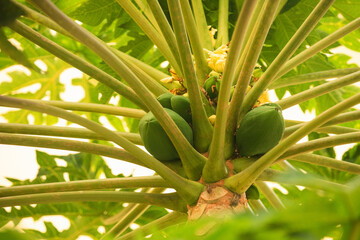 fresh papaya tree with bunch of fruits