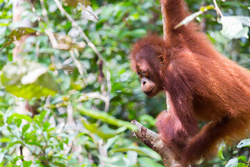 Orang Utan on a tree in Tanjung Puting Nationalpark on the island Borneo in Indonesia