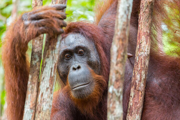 Orang Utan on a tree in Tanjung Puting Nationalpark on the island Borneo in Indonesia