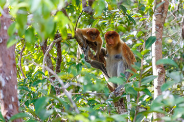 Proboscis monkey in Tanjung Puting Nationalpark on the island Borneo in Indonesia sitting on a tree - obrazy, fototapety, plakaty