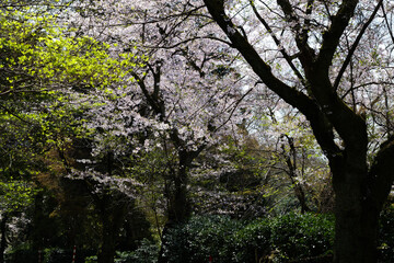 森の中で桜咲く