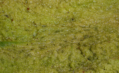 Lemna Minor Duckweed on a Forest Pond