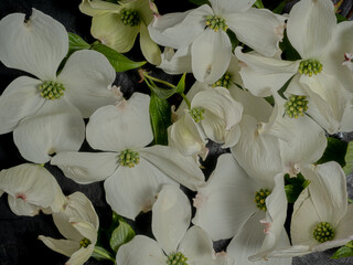 White flowers of flowering dogwood Cornus florida on a black background. Flat lay, low key photo