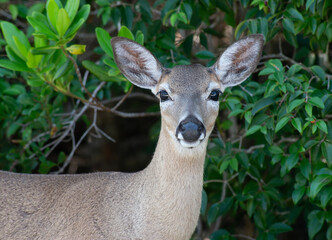Key Deer close up, Florida Keys