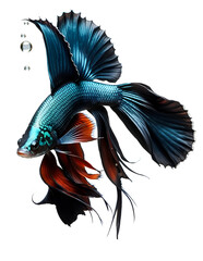 amazing deep azur color Betta fish with long tail and fins posing against white background. close...