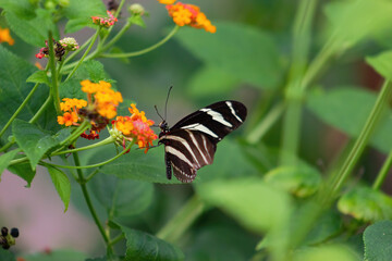 Long-winged zebra butterfly or zebra heliconias feeding on a flower . Heliconius charithonia....