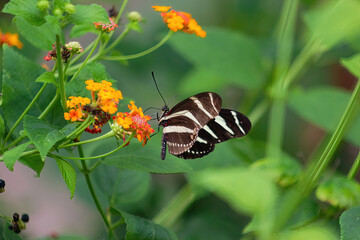 Pollination. Long-winged zebra butterfly or zebra heliconias . Heliconius charithonia....