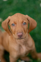 Hungarian Vizsla puppy playing in yard