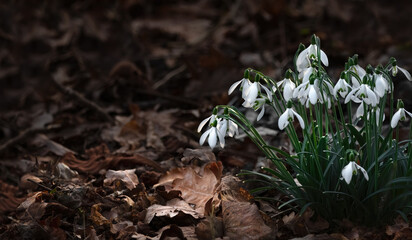 Snowdrops (Galanthus) in Fallen Leaves