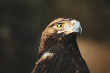 Portrait of an eagle wild bird