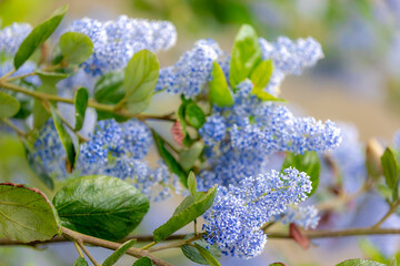 Selective focus light blue flowers of Ceanothus thyrsiflorus known as blueblossom in the garden,...