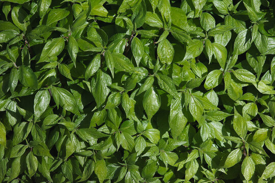 Selective focus of Parietaria officinalis in the dark toned, The eastern pellitory of the wall also known as upright pellitory and lichwort is a plant of the nettle family, Natural greenery background