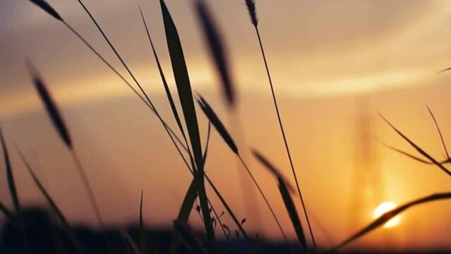 sunset in the grass in a field