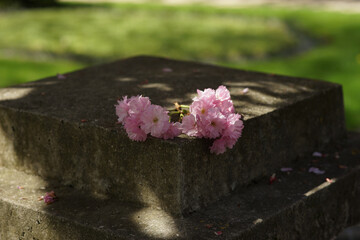Branch of Pink Cherry Blossoms on Stone Pedestal