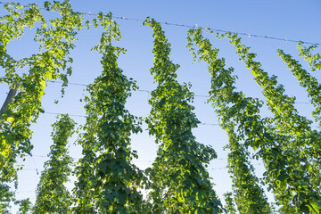Flowers in the hop plant in the near time to your collection 