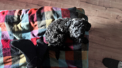 Cute black poodle puppy lying on checkered blanket at home. Funny little dog relaxing near humans...