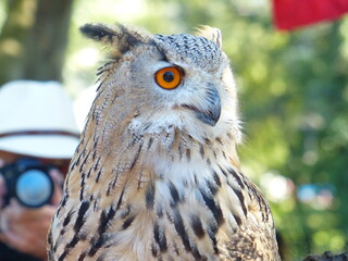 Hibou