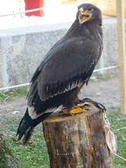Rapace