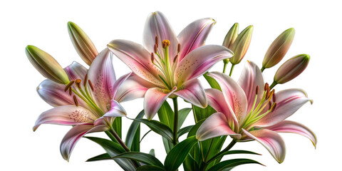 Beautiful pink and white lilies with a soft glow on stems