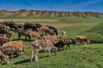 A herd of cows walking across green hills