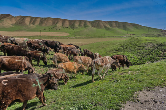 A herd of cows walking across green hills