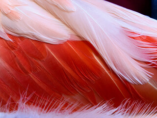 Closeup of flamingo feathers
