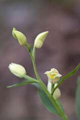 White Heleborine Orchid, Sword-leave Helleborine orchid,  Orchidea (Cephalantera damasonium). Laconi, OR, Sardinia, Italy