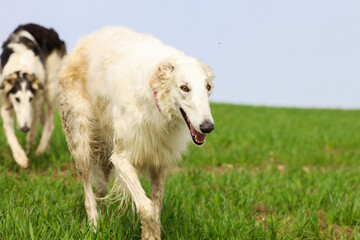 Obraz premium Two Russian greyhounds running across a field during a walk. Active recreation concept with dogs.
