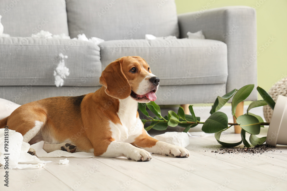 Canvas Prints naughty beagle dog with torn pillows, toilet paper rolls and overturned houseplant lying on floor in