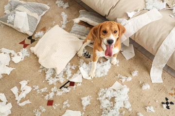 Naughty Beagle dog with torn pillows and toilet paper rolls sitting on floor in messy living room