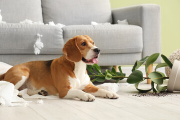 Naughty Beagle dog with torn pillows, toilet paper rolls and overturned houseplant lying on floor...