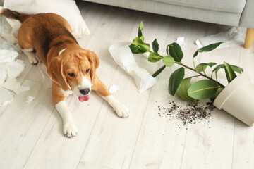 Naughty Beagle dog with torn pillows, toilet paper rolls and overturned houseplant lying on floor in messy living room