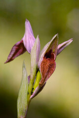 Sardinian Tongue Orchid Serapias nurrica close-up. Stintino, Sassari, Sardinia, Italy