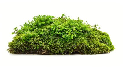 Fototapeta premium isolated vibrant green moss texture on white background high resolution photo