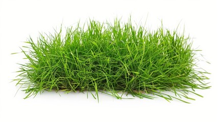 lush green grass field isolated on white background perfect for montage or product display with clipping path for easy editing nature photography