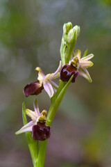 Bee orchids of Morisi (Ophrys morisii), Orchidaceae. Bulbous perennial herb, spontaneous orchid, wild plant. Lago di Baratz, Sassari, Sardinia, Italy.