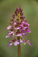 Portrait of Lady orchid (Orchis purpurea) growing in the meadow Muros, SS, Sardegna. italy
