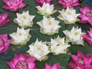 pink and white flowers on a pond
