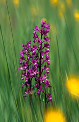  All images
Search alamy
Lax-flowered Orchid, Loose-Flowered Orchid, Green-winged Meadow Orchid (Orchis laxiflora, Anacamptis laxiflora), inflorescence . Sardinia, Italy