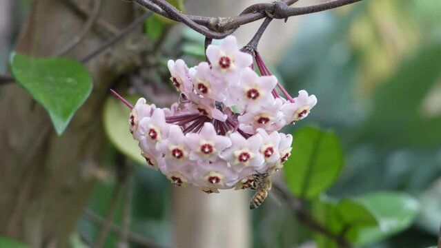 Abeja Polinizaci&oacute;n  Flor de cera o N&aacute;car, clepia 