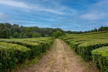 Fototapeta na wymiar Gorreana Tea plantation in Sao Miguel island in the Azores, Portugal, Europe.