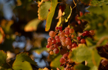 red grapes on vine a sunset