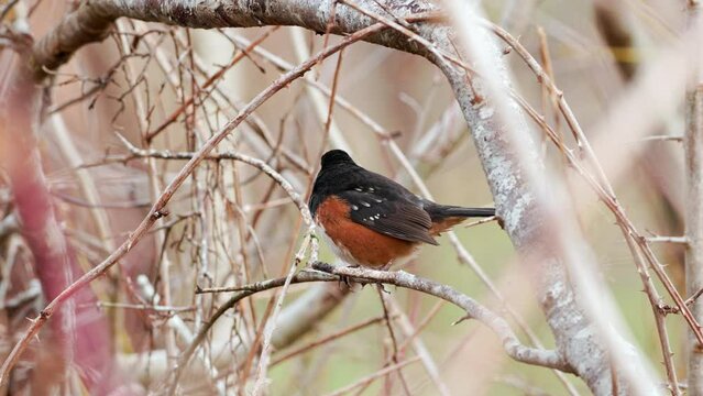 Spotted towhee (Pipilo maculatus) perched on a branch in a tree in winter