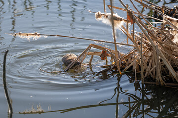 The river nutria bites off dry parts of the reeds.