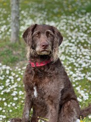 labrador retriever