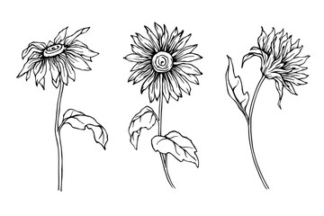 Set of field, wild sunflower flowers.Vector graphics.