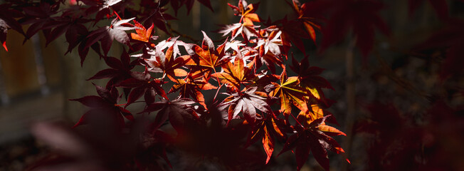 Red Japanese maple tree leaves panoramic 