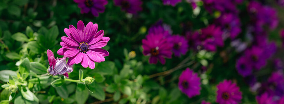 Panorama Of Purple Daisy Flowers In A Garden 